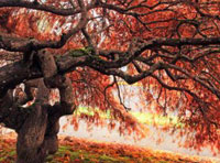 ip攻击器网页版ddos